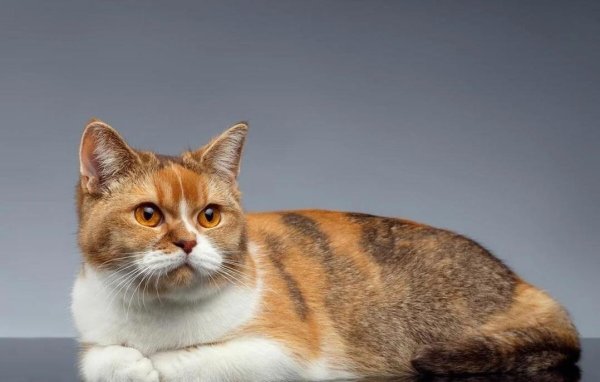 点搭网配资 猫咪跳上腿撒娇，90%主人却不知，它们为何如此黏人？